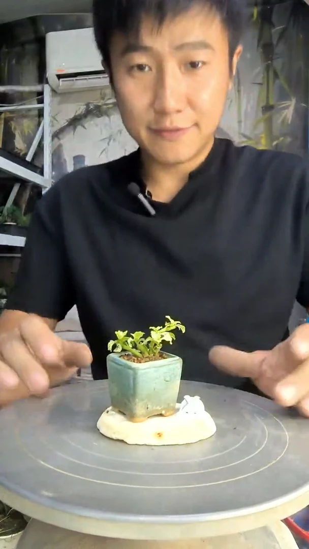 豆?中青园艺一物一拍288