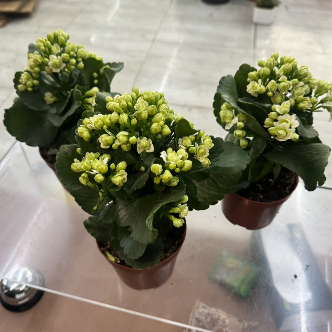 【绿巴黎稀有长寿花】