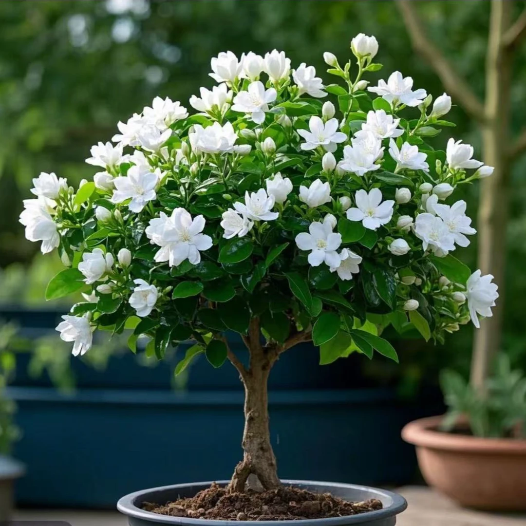 茉莉花盆栽老桩花卉植物室内花四季开花树苗阳台庭院好养易活绿植
