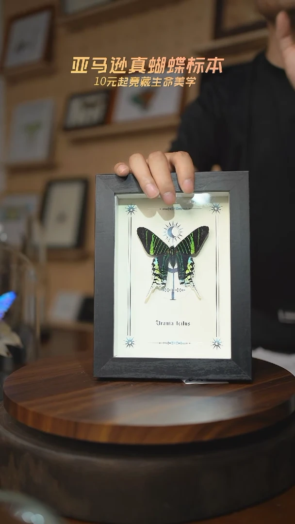 有机玻璃月亮蛾图腾款7寸竖框