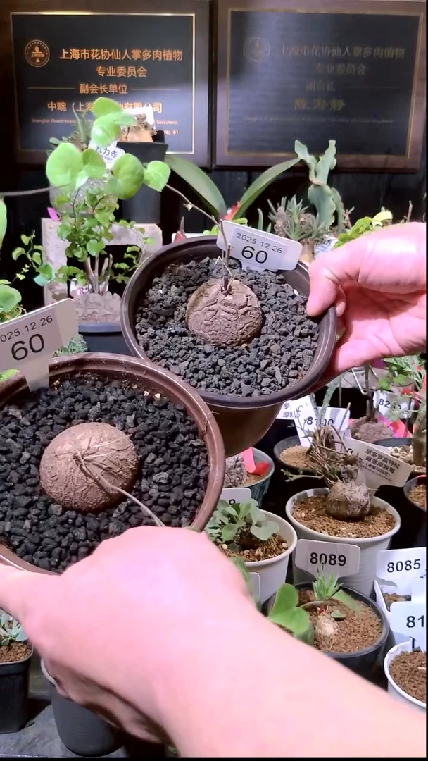 60号1226福利南非龟甲龙买一送一