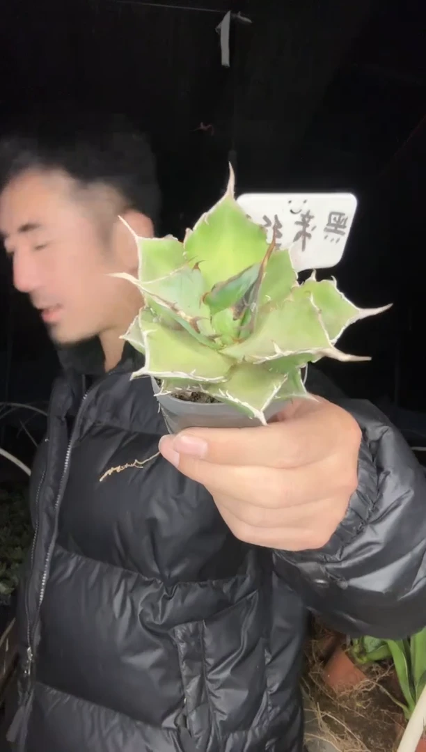 【闪购商品】黑地丝1111