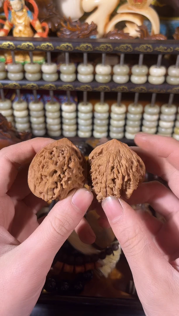 黄杨木11111111111