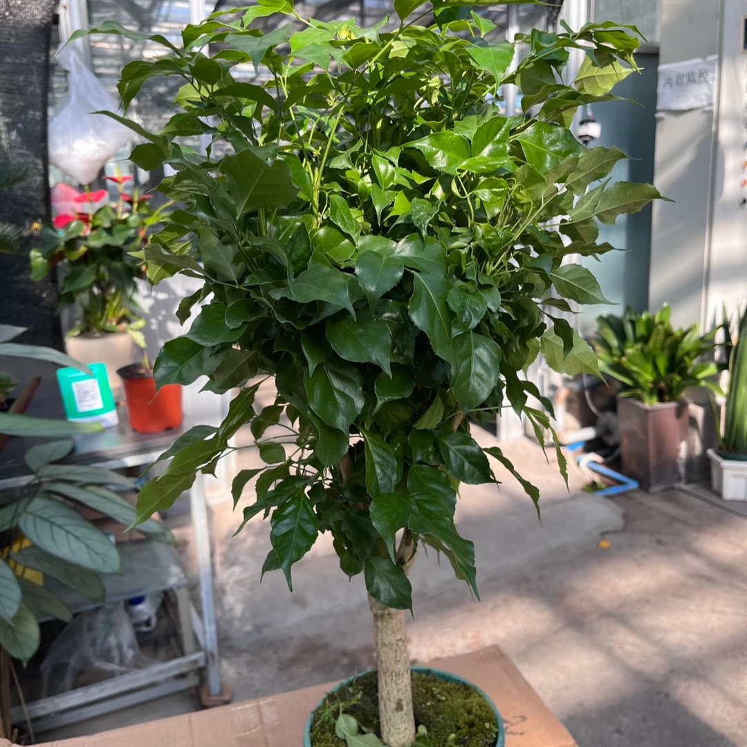 【新疆包邮】绿宝老桩盆栽绿植室内观叶植物客厅吸甲醛四季常青盆景
