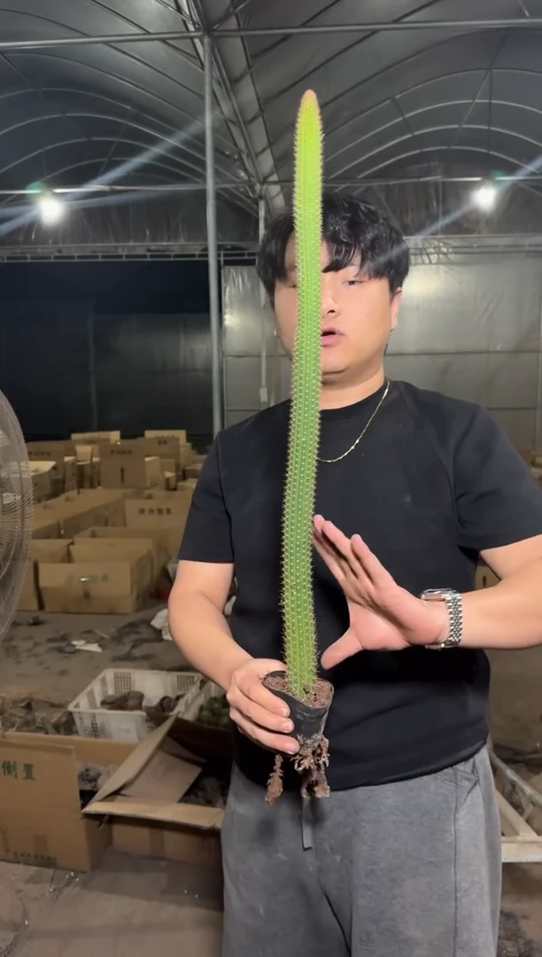 2颗 单头 彩舞柱【带根】30-50cm