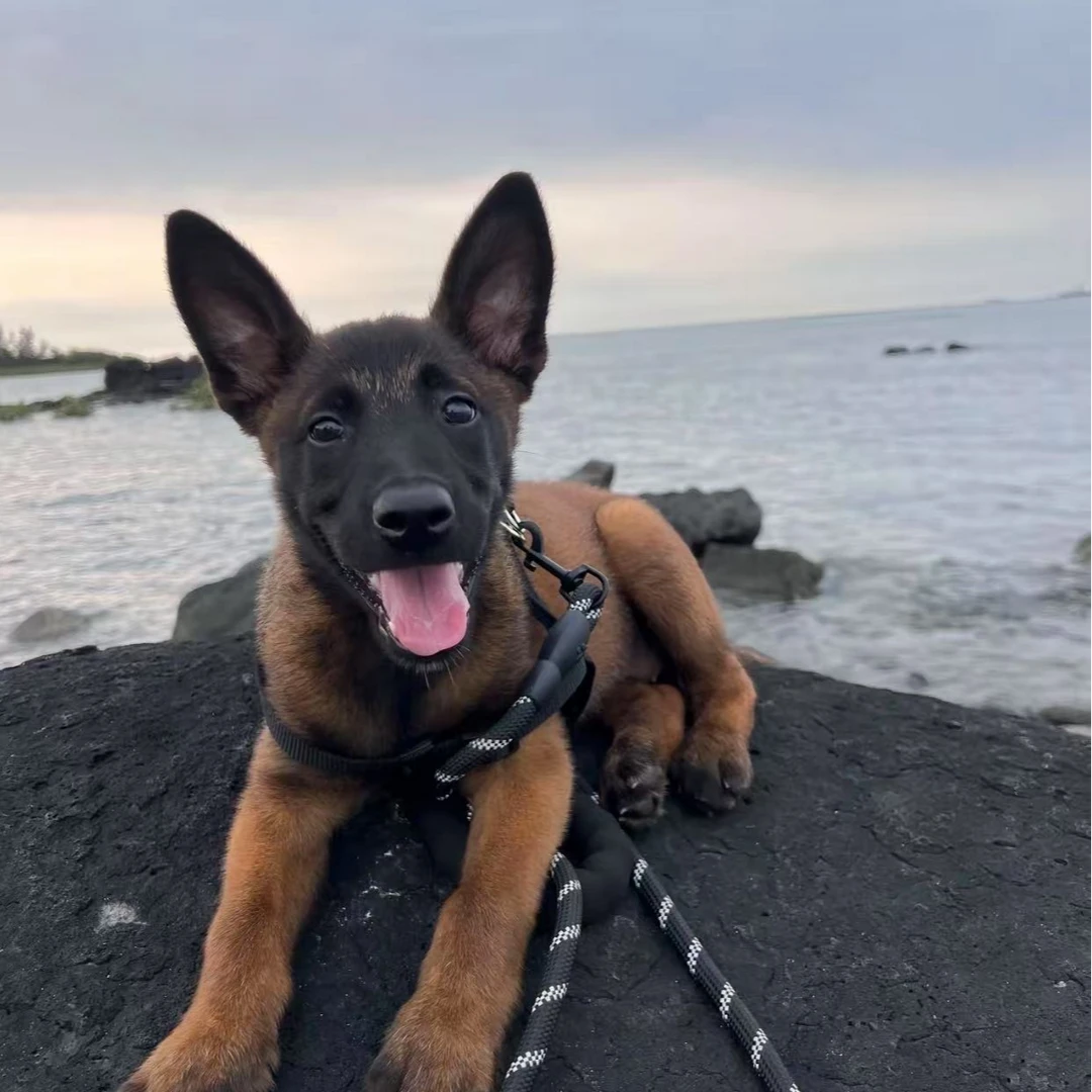 活体精品马犬幼犬链接一物一拍护卫犬工作犬