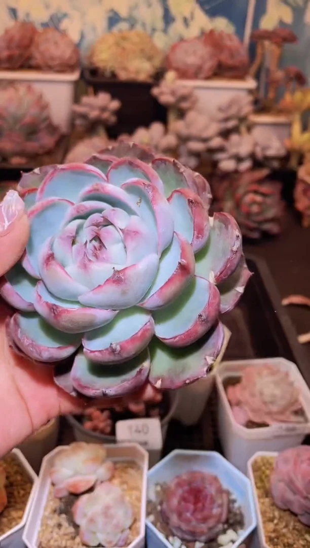 【闪购商品】143惊鸿仙子