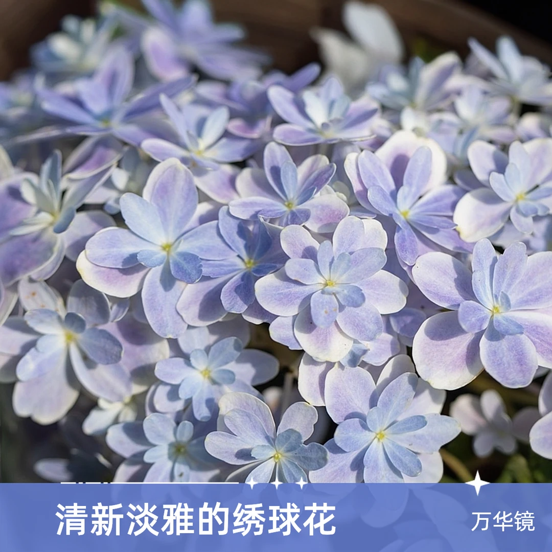 【花聚园艺 】两加仑大花绣球盆栽常绿观花植物