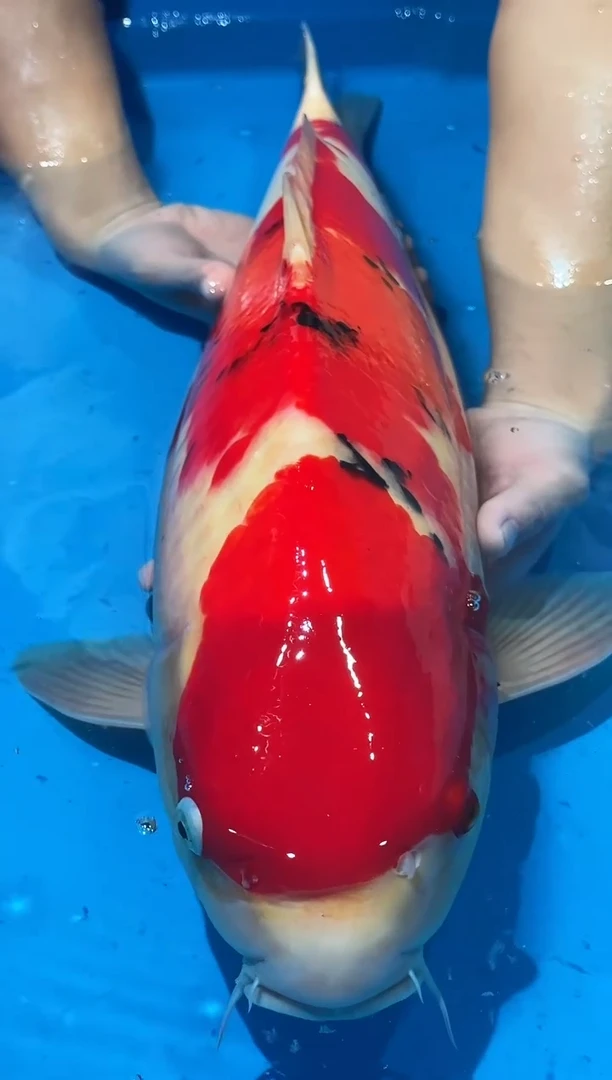 锦鲤佛山金隆锦鲤直播专用闪购链接，不支持7天无理由退货退款