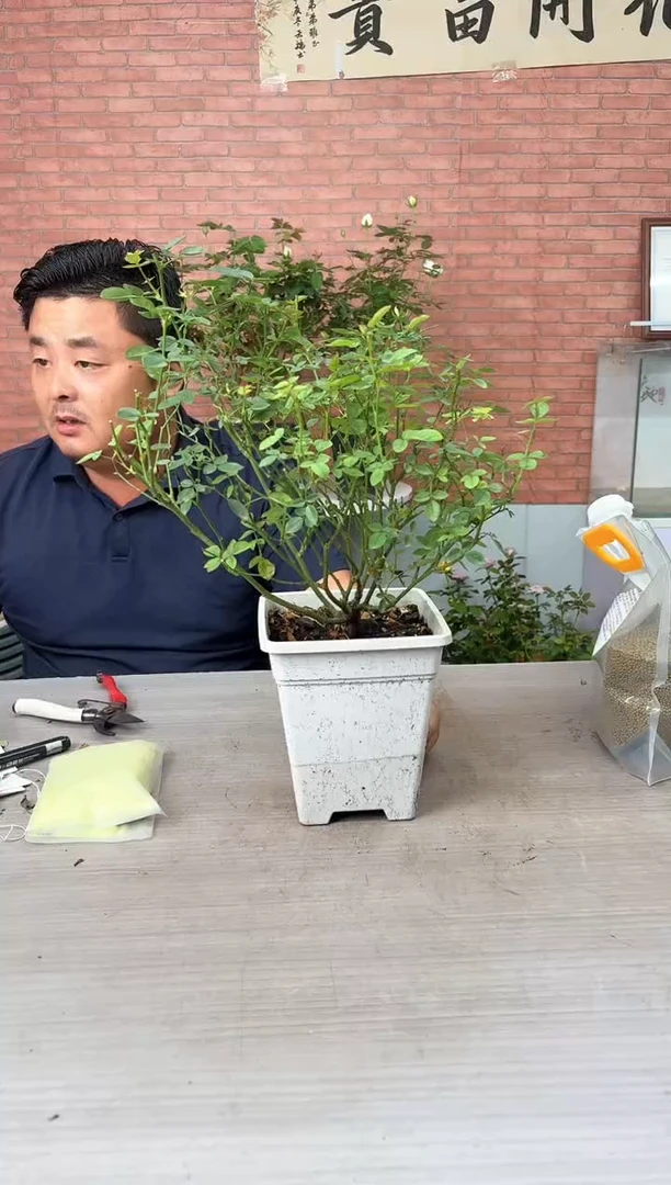 当前无花朵，栽培后可花朵天荷