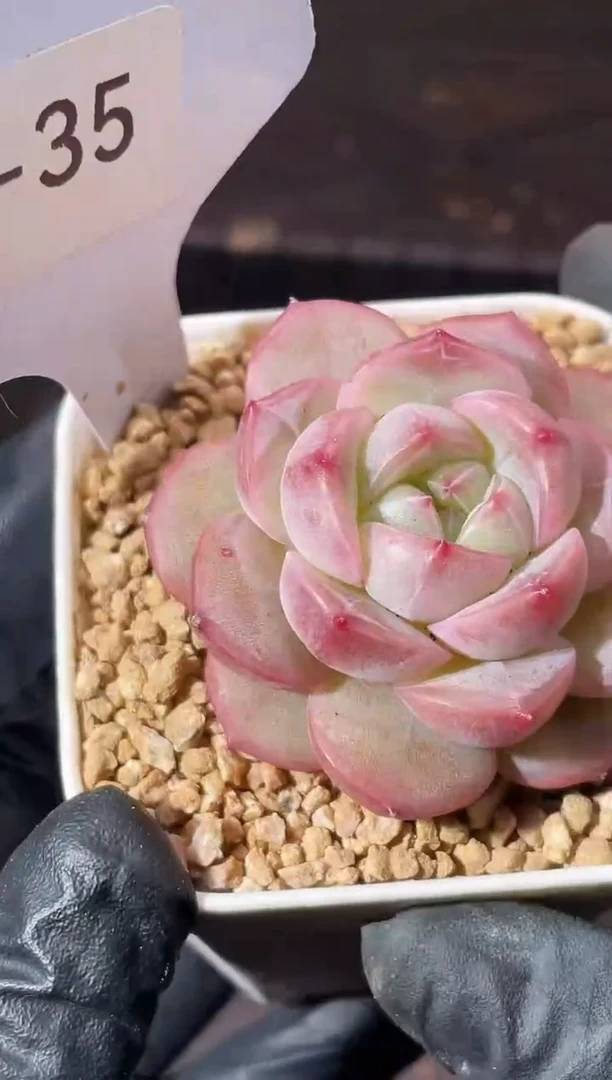 4-35 杨枝甘露4-5厘米 量拍发一颗