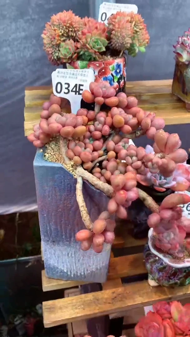 034E（一物一拍实付满28发货，默认不带盆土）