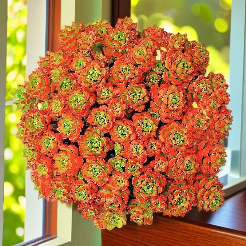 超大盆爱马仕玫瑰群生阳台桌面多肉植物新手好养绿植脱土发