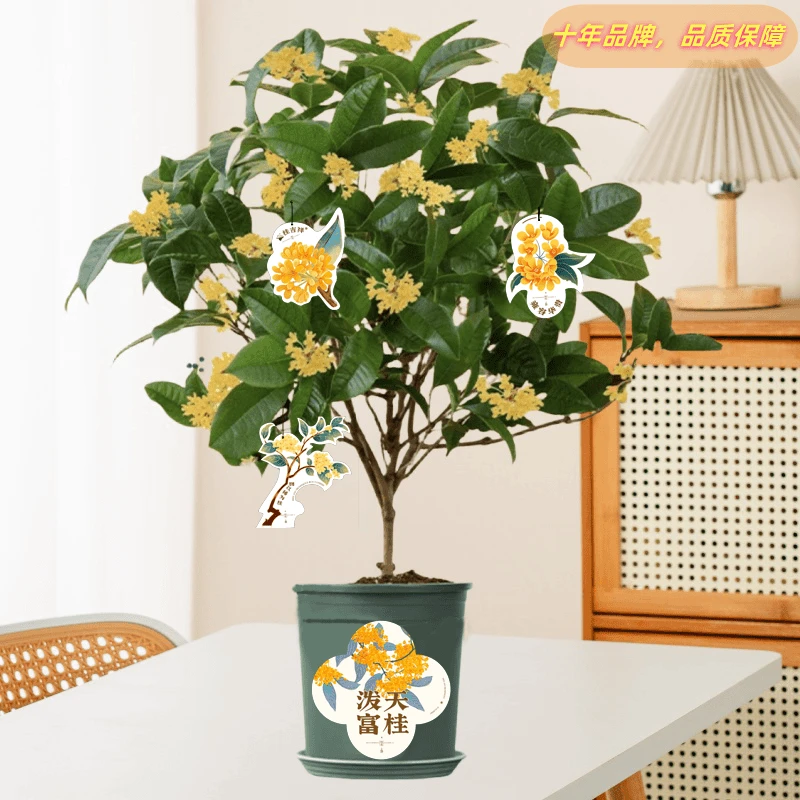 四季桂花树盆栽开花带浓香适合室内外阳台客厅庭院种植绿植