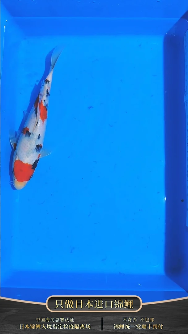 锦鲤015-浦川大正（锦鲤统一发顺丰空运到付）