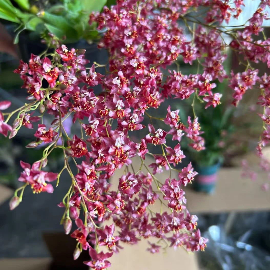 香水文心兰花盆栽红色粉色带花发货适合室内养护花香浓郁好养