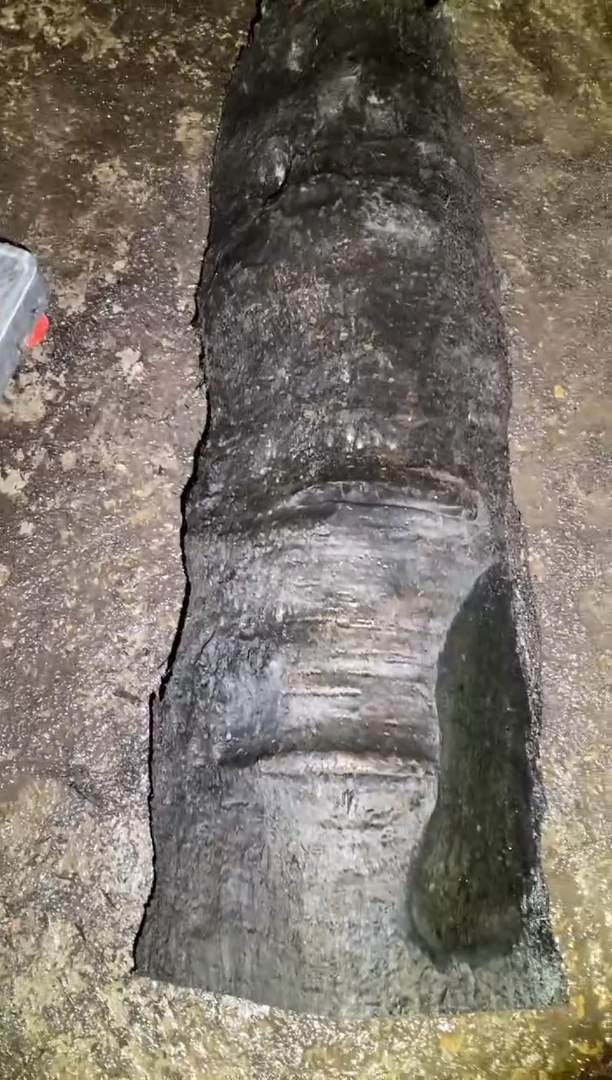 其他楠木（金丝楠）王***机金丝楠小叶桢楠40