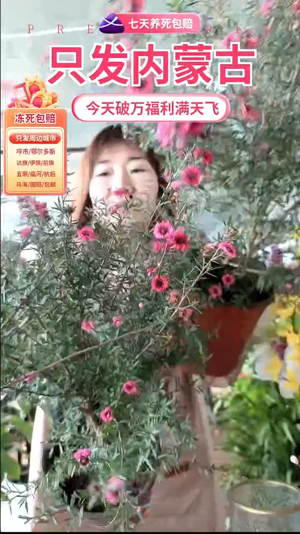 完全开放松红梅盆栽