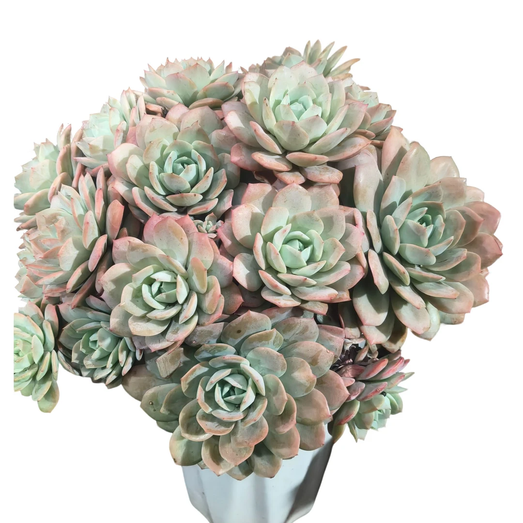 精品多肉   恋曲