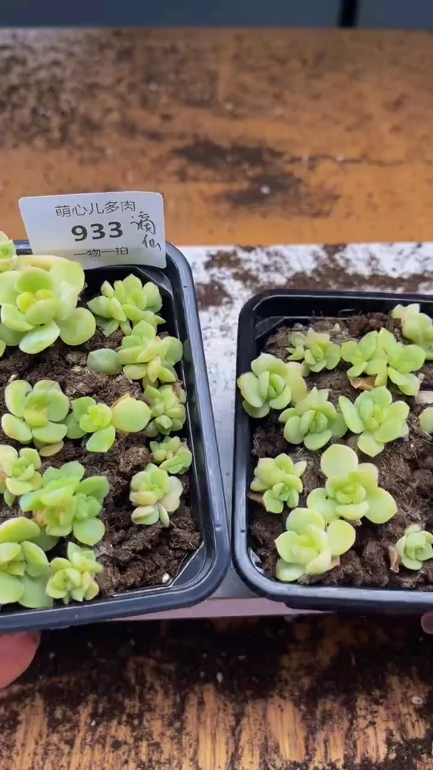 933 谪仙切糕多肉植物多肉植物量拍