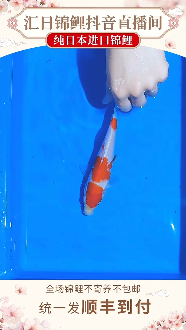 锦鲤浦川红白/大正--A02（锦鲤发顺丰到付）