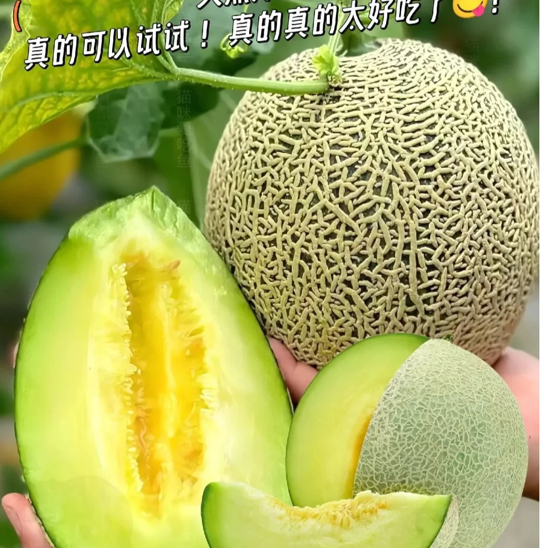 海南冰淇淋网纹哈密瓜1颗2斤左右