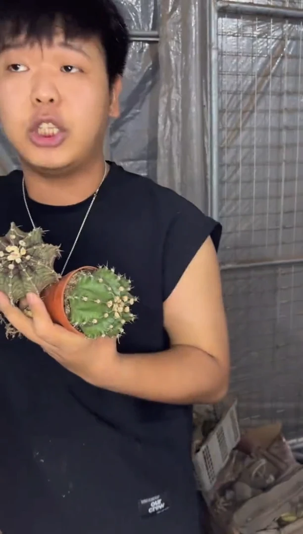 3颗 实生根 牡丹【品种不指定】