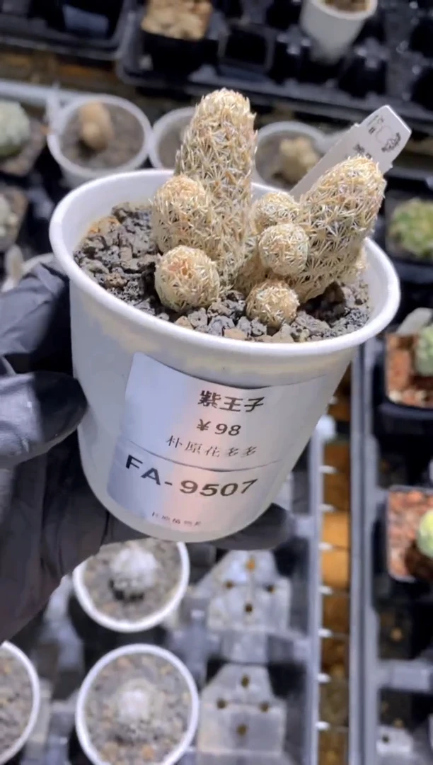 【闪购商品】紫王子FA-9507