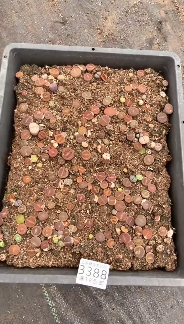 3388特价日轮玉框有疤瑕疵带土不带盆发货