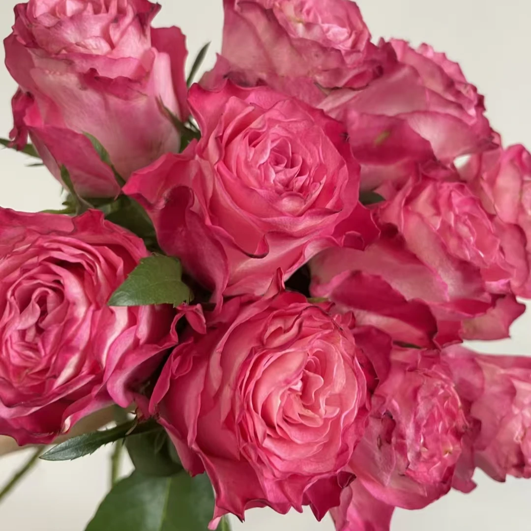 卡门大苗 四季灌木月季