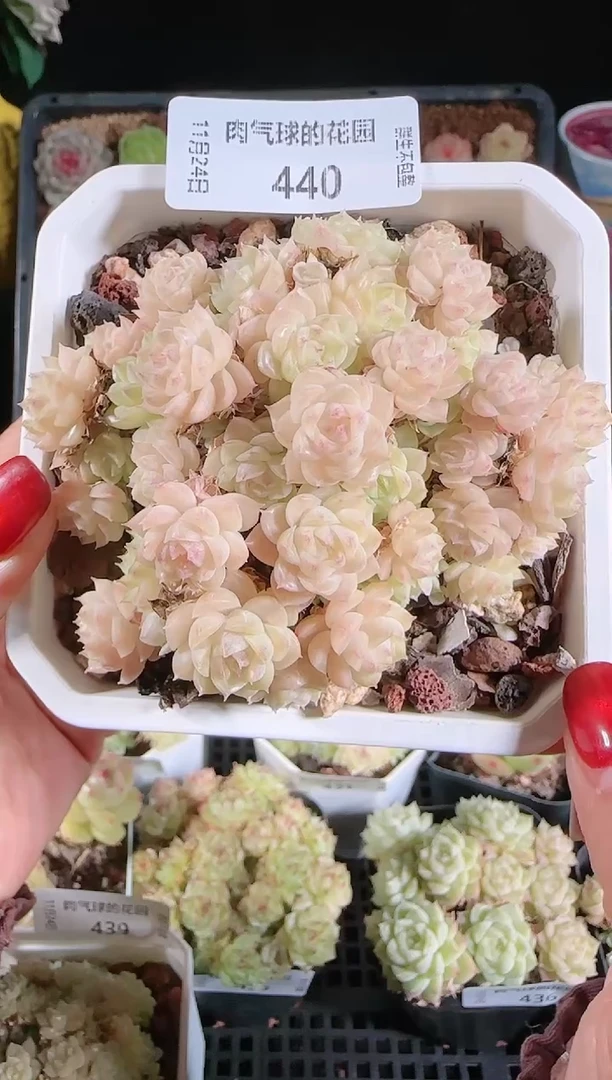 1124-440群生不包整