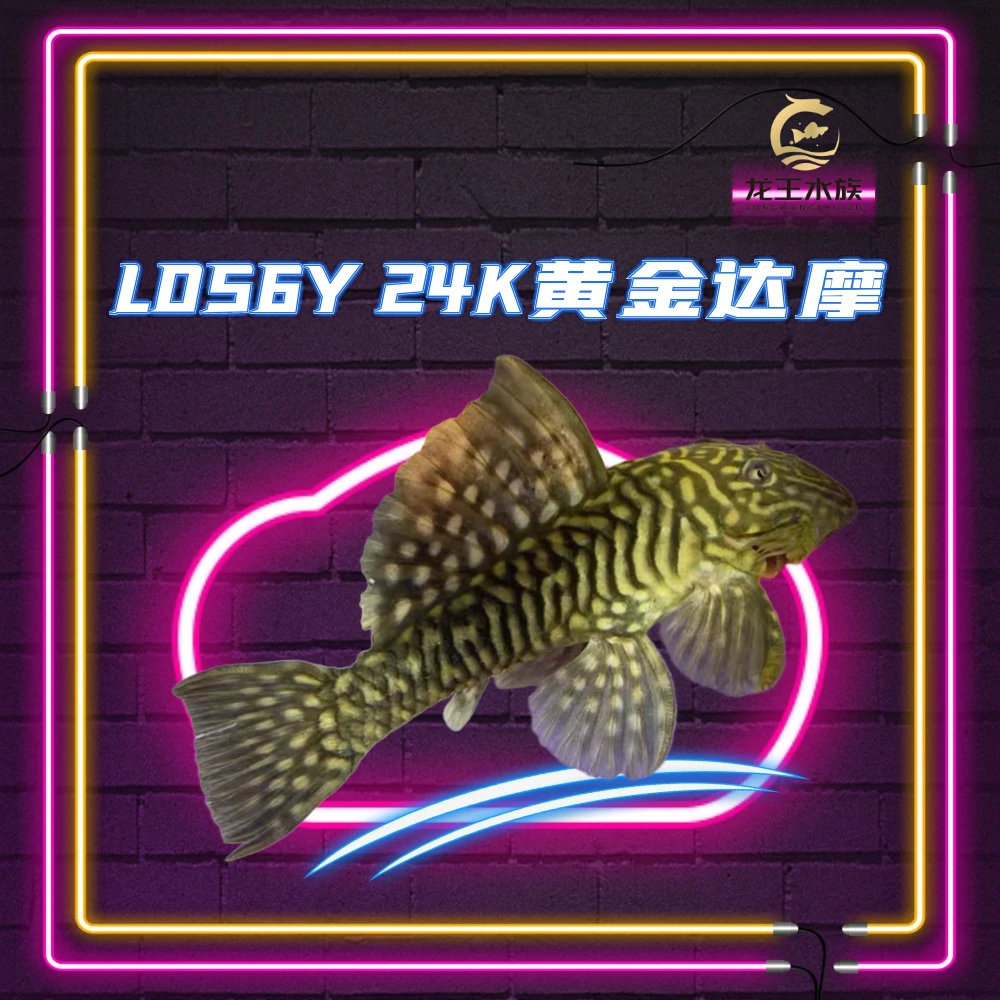 热带观赏鱼L056Y异型鱼24k黄金达摩炼金达摩异形鱼