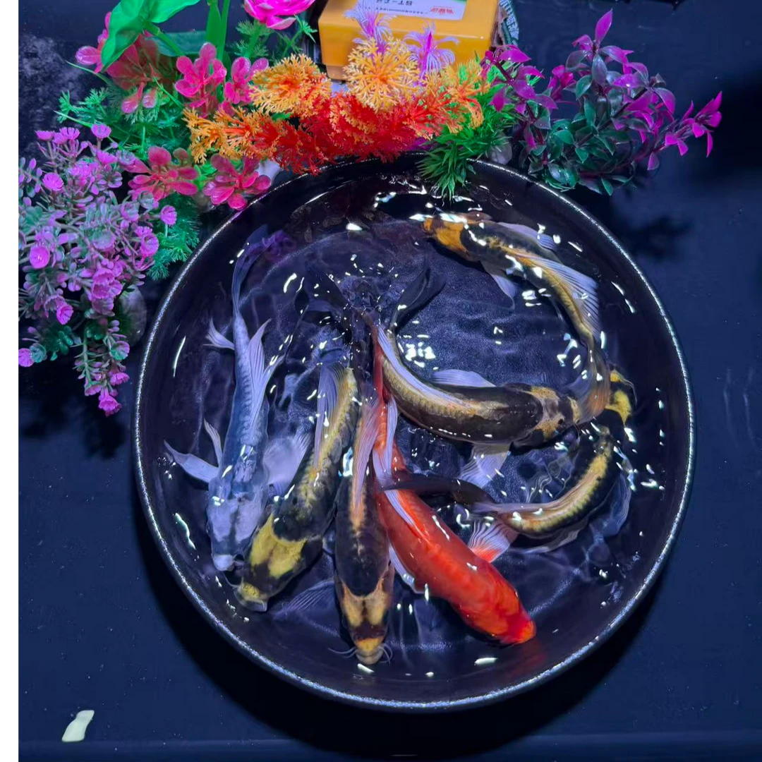 精品玛雅大酋长，玛雅蝴蝶鲤德系大尺寸