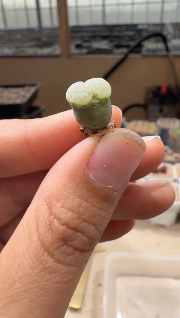 20-113多肉植物肉锥微瑕