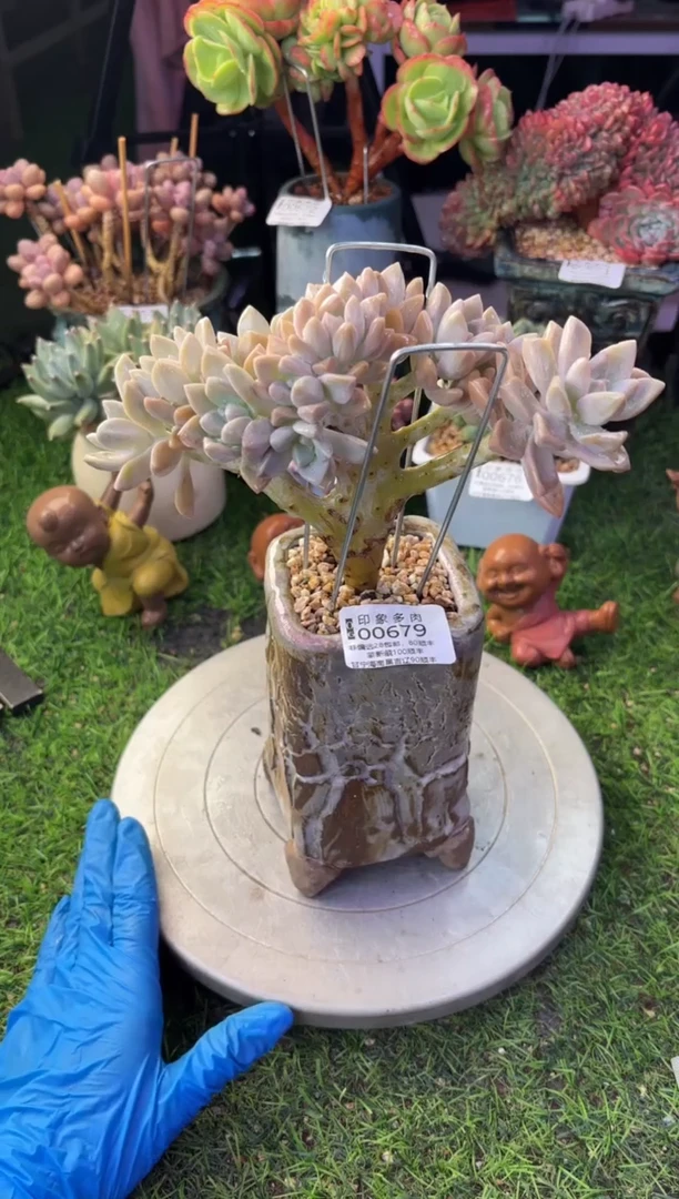 昆明印象多肉00679