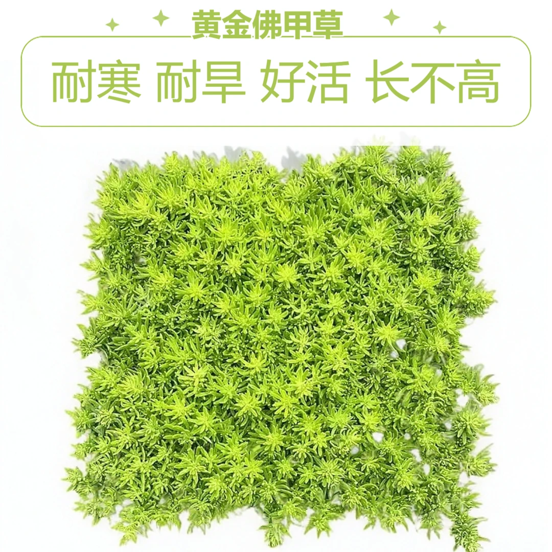 黄金佛甲草草皮黄金万年草苗地被植物室内外庭院盆栽四季常青绿植