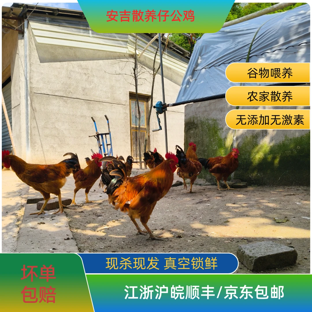 【散养童子鸡】安吉农家仔公鸡小土公鸡单只约950g土鸡