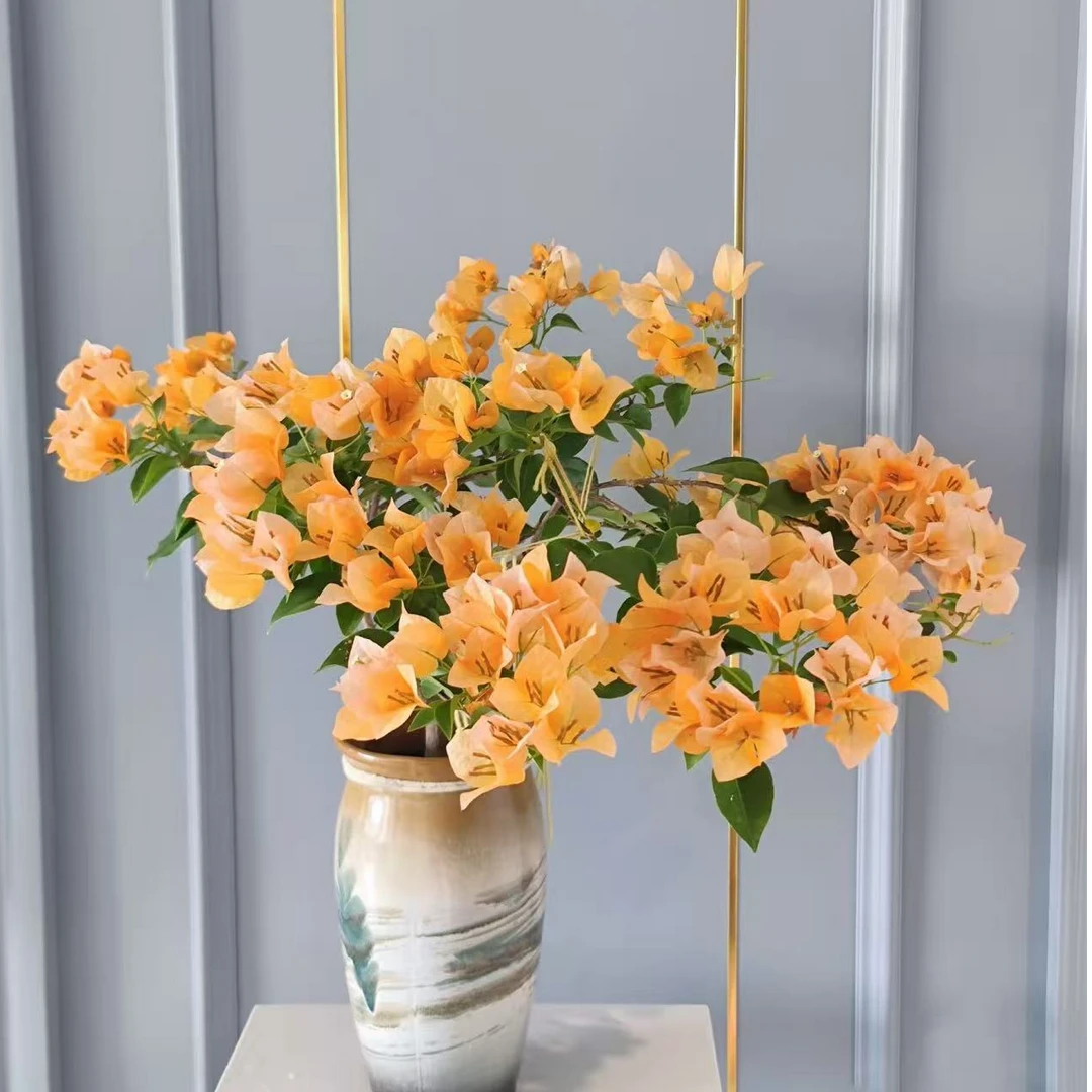 【暗斑柠檬黄】三角梅原生袋苗包对版