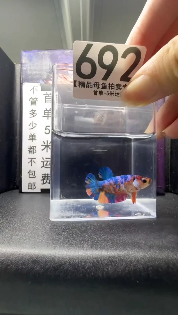 斗鱼母鱼编号：692