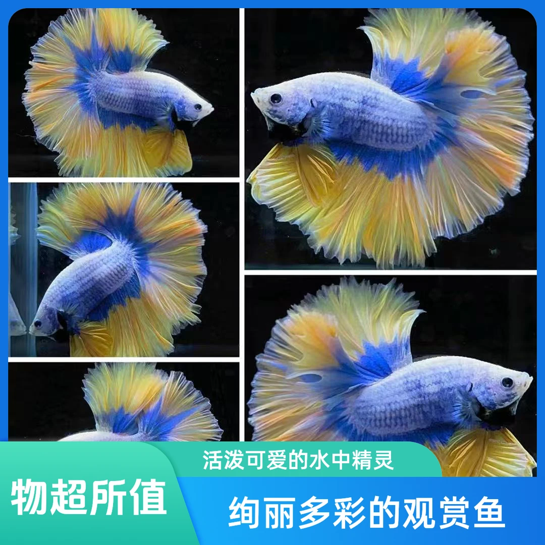 （第3版）直播选鱼49~77网红泰国斗鱼狮王观赏鱼宠物热带淡水鱼