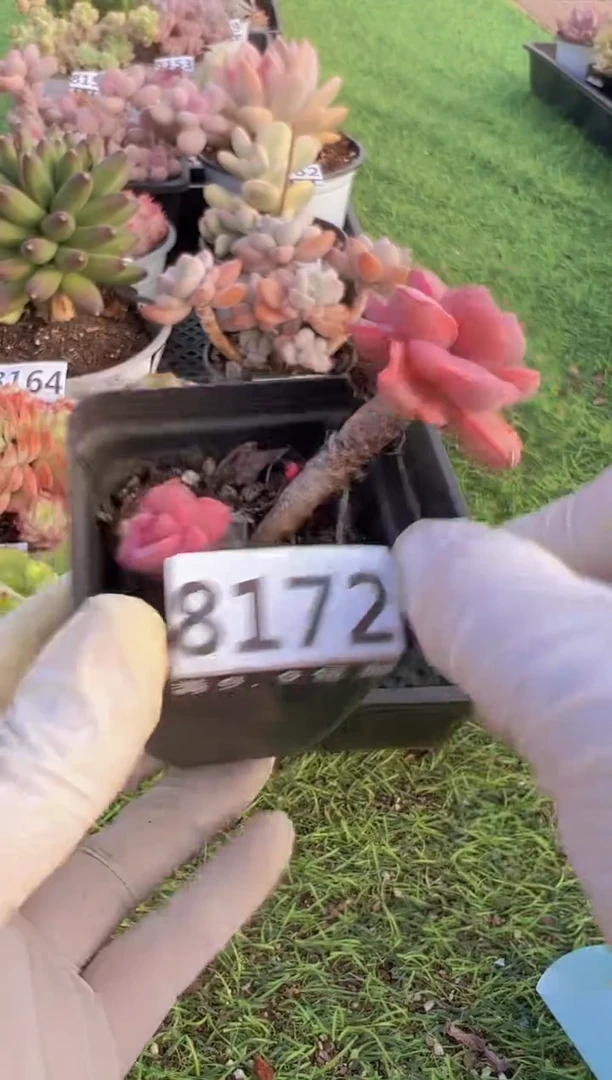 【闪购商品】信福多肉一物一拍