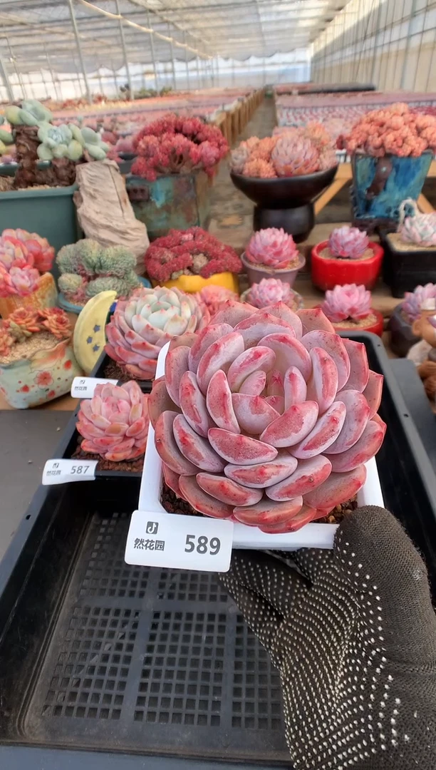 【闪购商品】589蒙克一物一拍