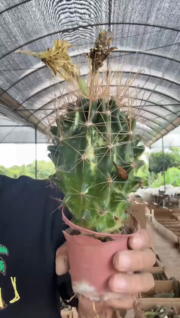 实生大虹锦19.99