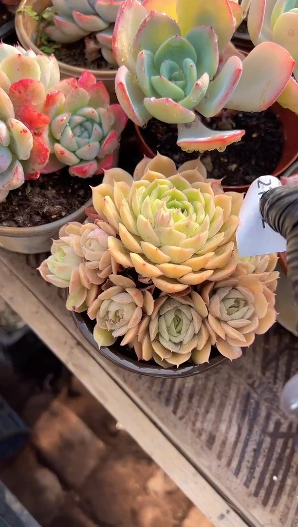 昭**王多肉植物一物一拍21222