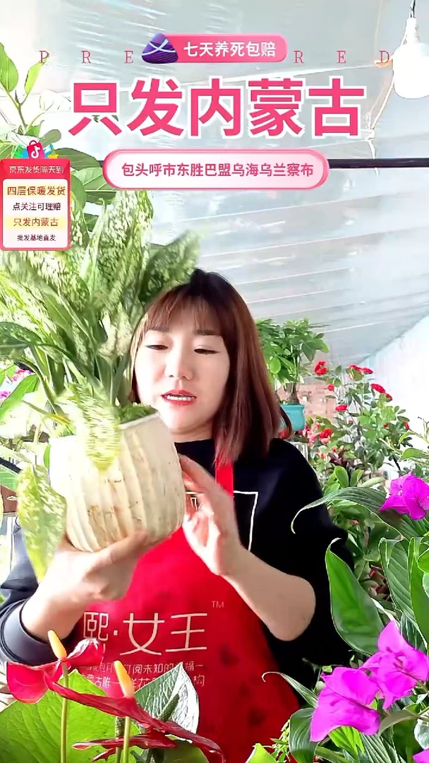 完全开放菠萝水培皇后翡翠