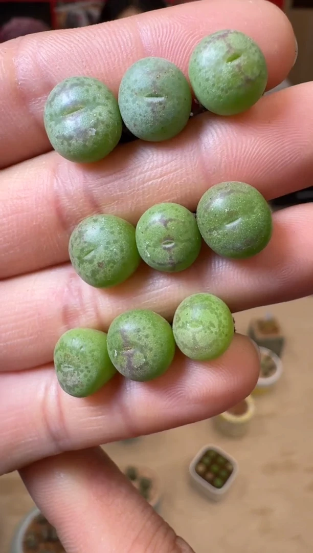 【闪购商品】1/24-97 八重一颗