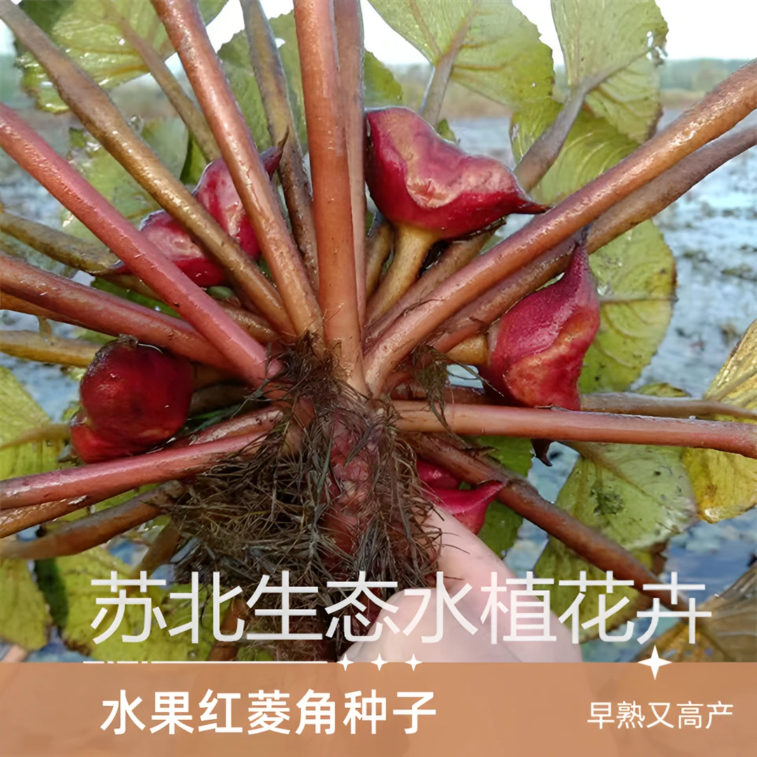 水果红菱角种子菱角苗种植青菱角苗水生农作物牛角菱角种子苗