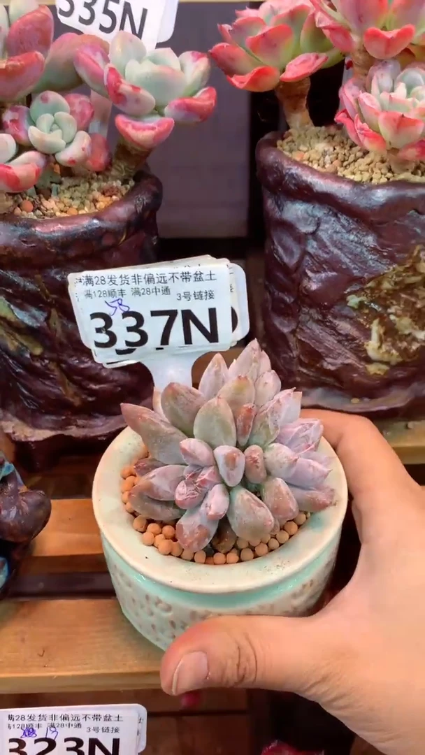 337N 三头杜里万  (一物一拍实付满28发货，默认不带盆土）