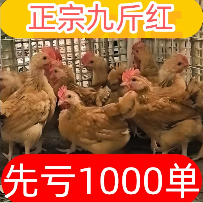 纯种九斤红约一斤左右发货九斤红长尾鸡适合散养宠物鸡