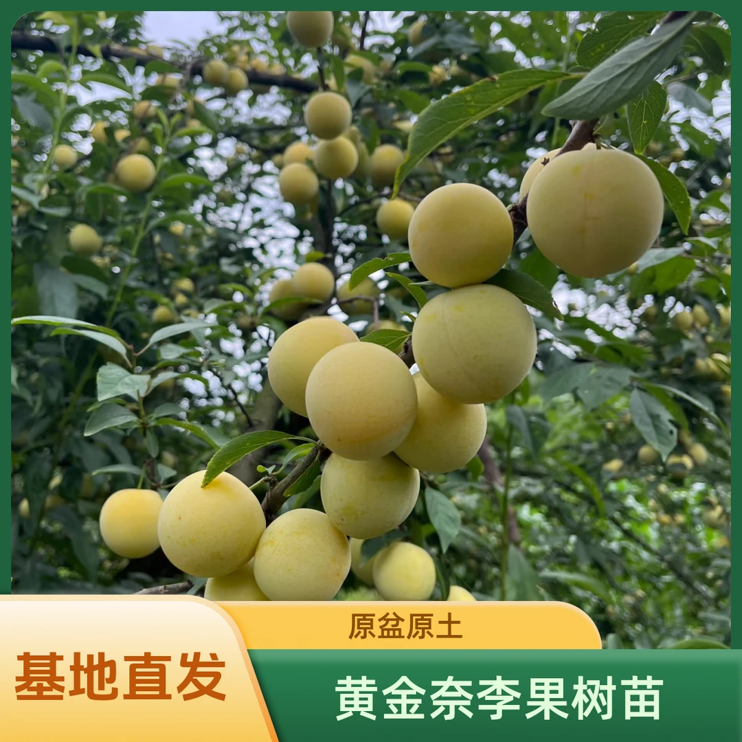 黄金奈李嫁接果树苗李子树庭院种植盆栽容器苗